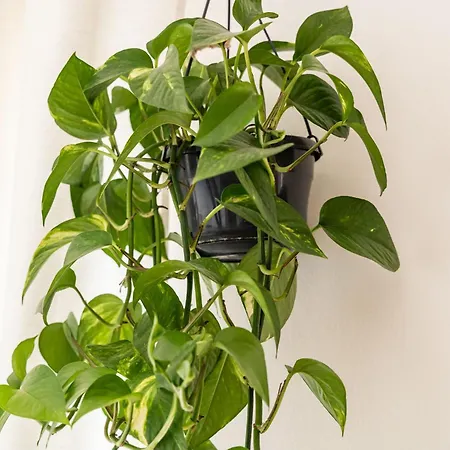 Bed & Breakfast Burum - With Beautiful View 2 Dubrovnik