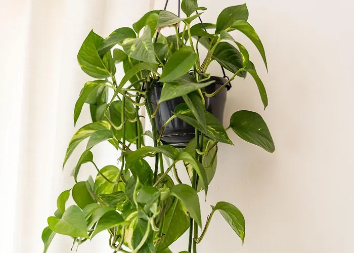 Bed & Breakfast Burum - With Beautiful View 2 Dubrovnik